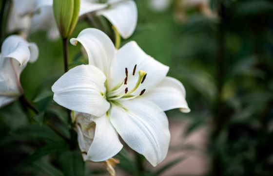 Bijeli ljiljan jedan je od cvjetova Uskrsa, spominje se i u Bibliji