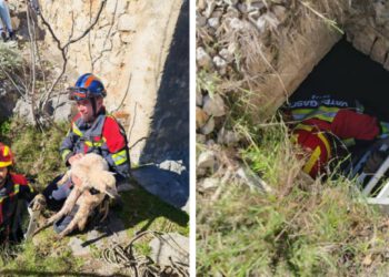 Brački vatrogasci spasili janje iz četiri metra dubokog groba
