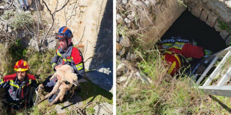 Brački vatrogasci spasili janje iz četiri metra dubokog groba