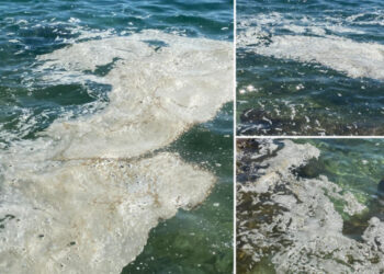 Čitateljica ogorčena zbog šporkece u Lozici: “Cvjetanje mora? Ma što ima cvjetati kad je dno uništeno!”