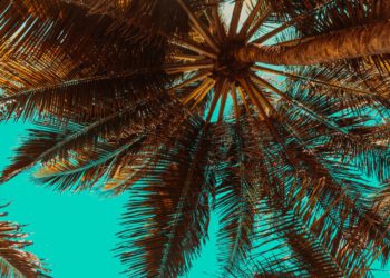 Dubrovčanin još 2024. posjekao palmu, susjedi ga prijavili: "Duboko sam povrijeđen, pa bila je suha i opasna"