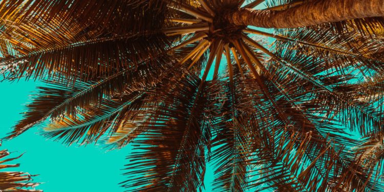 Dubrovčanin još 2024. posjekao palmu, susjedi ga prijavili: "Duboko sam povrijeđen, pa bila je suha i opasna"