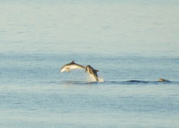 Dupini u Ližnjanu priredili pravi uskrsni show!