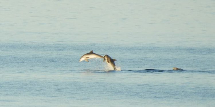Dupini u Ližnjanu priredili pravi uskrsni show!