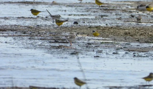 FOTO Tko razmišlja o Adriatic Flywayu dok se oko Livanjskog polja planiraju vjetroelektrane?