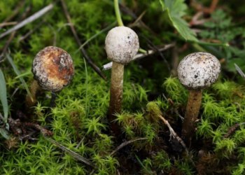 FOTO U Blagaju otkrivene rijetke vrste gljiva, neke prvi put zabilježene na Balkanu