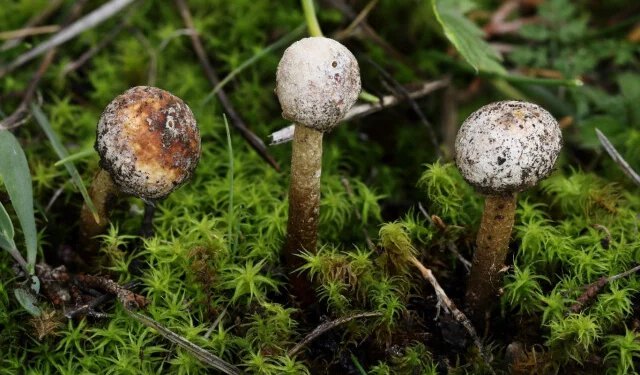 FOTO U Blagaju otkrivene rijetke vrste gljiva, neke prvi put zabilježene na Balkanu