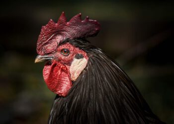 Francuz kod Šibenika zračnom puškom poubijao hrpu kokoši