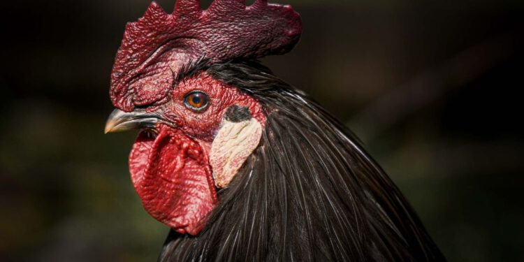 Francuz kod Šibenika zračnom puškom poubijao hrpu kokoši