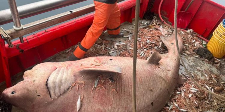 “Glavonja” u Bračkom kanalu – Ribari uhvatili pa pustili zaštićenu ‘mrcinu’