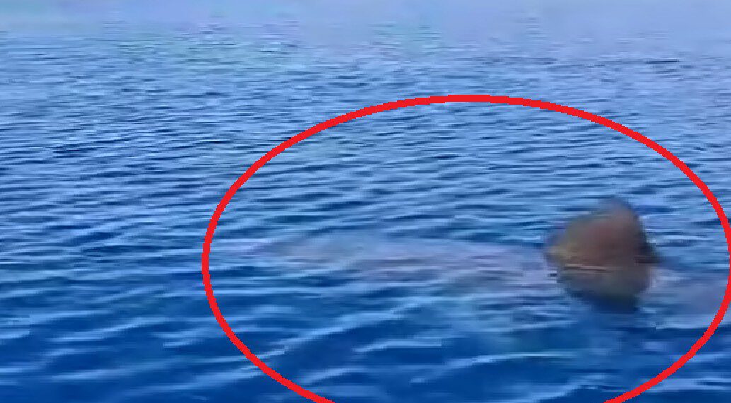 Golemi morski pas snimljen na našem Jadranu: Opet na istom području