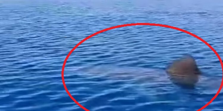 Golemi morski pas snimljen na našem Jadranu: Opet na istom području