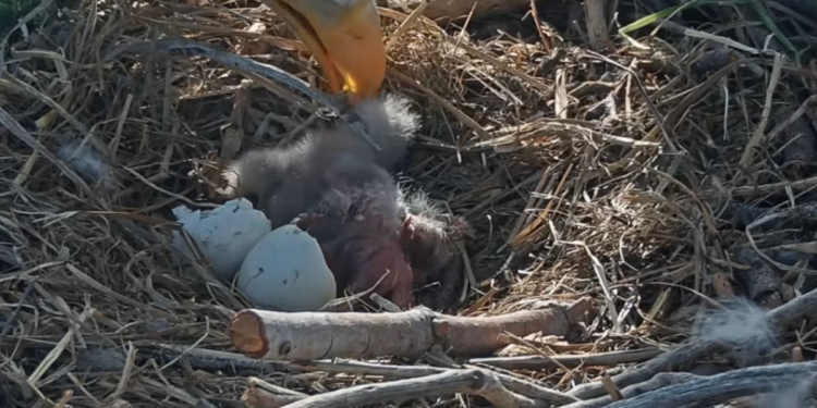 Internet zalijepljen za ćelave orlove Jackie i Shadow uživo za izleganje uskršnjih jaja