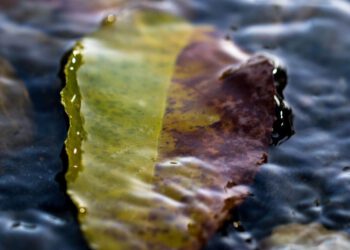 Kako priroda pomaže – Biofilm smanjuje nakupljanje mikroplastike u okolišu