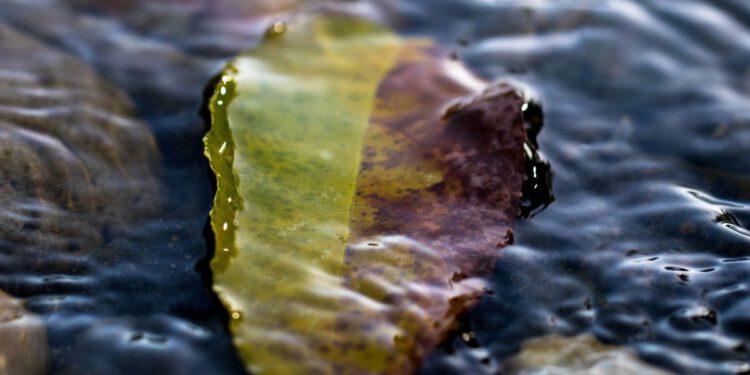 Kako priroda pomaže – Biofilm smanjuje nakupljanje mikroplastike u okolišu