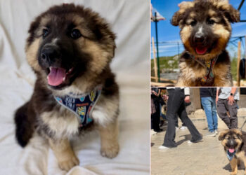 Kiko je jedino štene u Azilu Dubrovnik: Zaigran je, znatiželjan i pun radosti