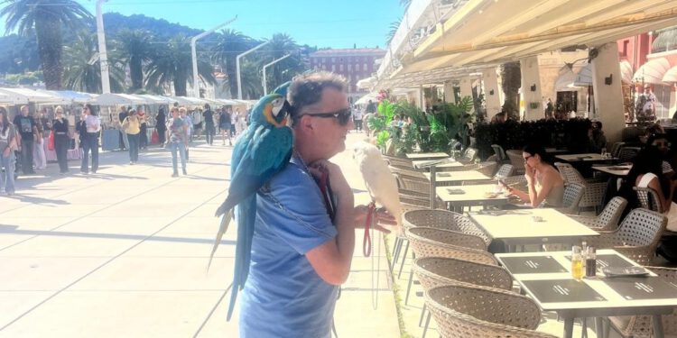 Koliko papiga vidite na ovim fotografijama?