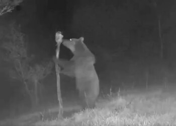 Medvjed primijećen na području Jablanice, lovci upozoravaju na oprez