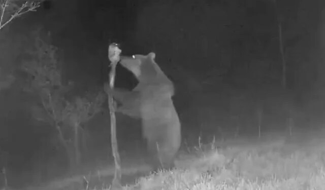 Medvjed primijećen na području Jablanice, lovci upozoravaju na oprez