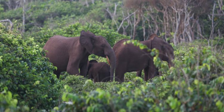 Milijunaš, lovac na veliku divljač, umire nakon što su ga zgazili slonovi