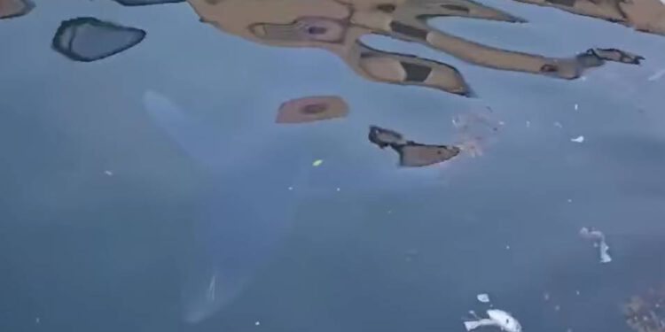 Modrulj uz obalu Lošinja nije nikakvo čudo, smeće u moru je pak