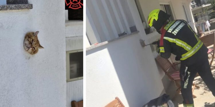 Neobična intervencija u Žrnovnici: Mačka zapela u rupi na zidu