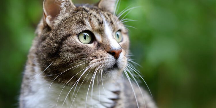 Netko je u Dubrovniku pucao na mačku bivšeg dogradonačelnika: “Srećom, ljubimac se oporavlja”