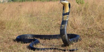 Njemački turist ubijen nakon što ga je ugrizla kobra tijekom predstave krotitelja zmija u Egiptu