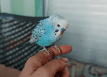 Papiga doletjela u Lude babe: Traži se vlasnik