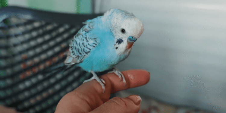 Papiga doletjela u Lude babe: Traži se vlasnik