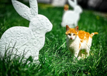 Pazite na vaše ljubimce, veterinarka:” Broj hitnih slučajeva oko Uskrsa se povećava i to zbog ukrasa!”