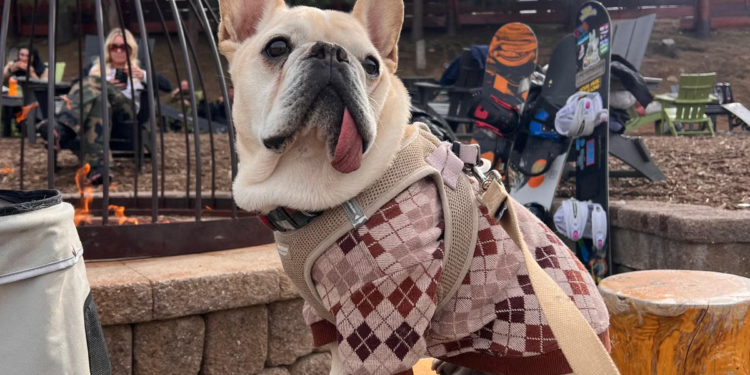 Psiće zdravstvo probija proračun? Vrijeme je da krenemo u Tijuanu