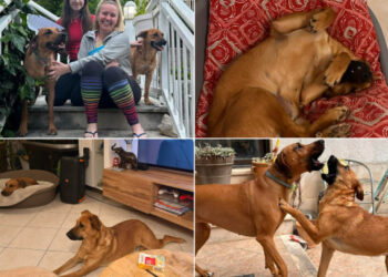 Sretna priča iz Azila Dubrovnik: Priklica je pronašla dom, a sve je počelo na radionici oslikavanja keramike