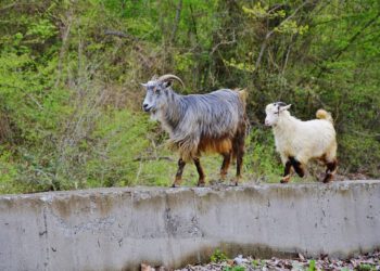 U Istri je moguće posvojiti kozu