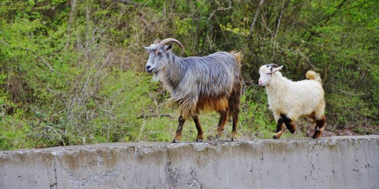 U Istri je moguće posvojiti kozu