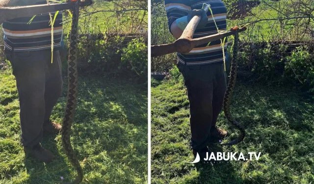 U Širokom Brijegu ubijen poskok dug više od pola metra