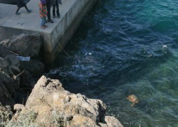 U samo jednom vikendu u oporavilište na Lošinju primljene četiri morske kornjače