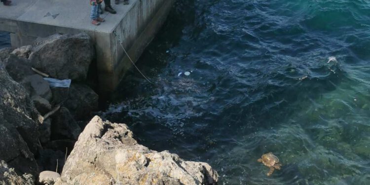 U samo jednom vikendu u oporavilište na Lošinju primljene četiri morske kornjače