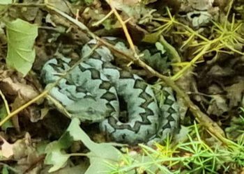 VIDEO Počela sezona poskoka, jedan snimljen na Velebitu