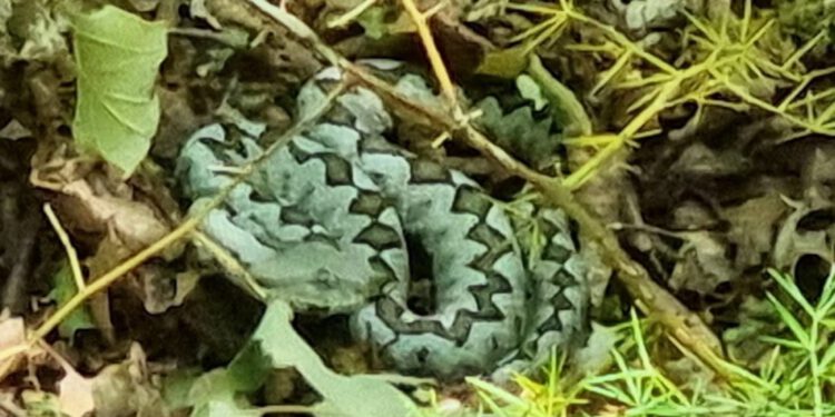 VIDEO Počela sezona poskoka, jedan snimljen na Velebitu