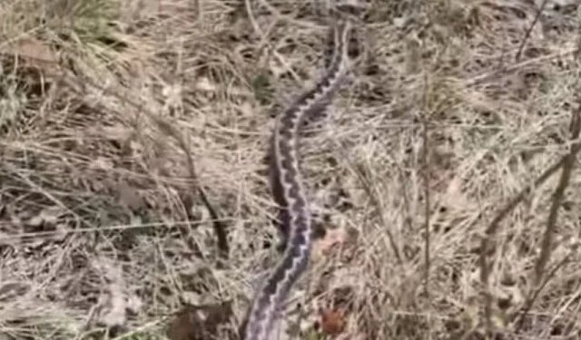 VIDEO Sve više poskoka u Livnu, građani pozvani na oprez