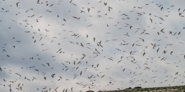 “Već se pare po krovovima”: Stanovnica Splita 3 upozorava na novi problem