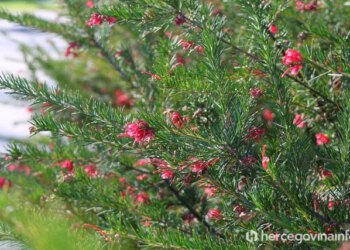 Vremenska prognoza za Mostar i Hercegovinu – 11.04.2026