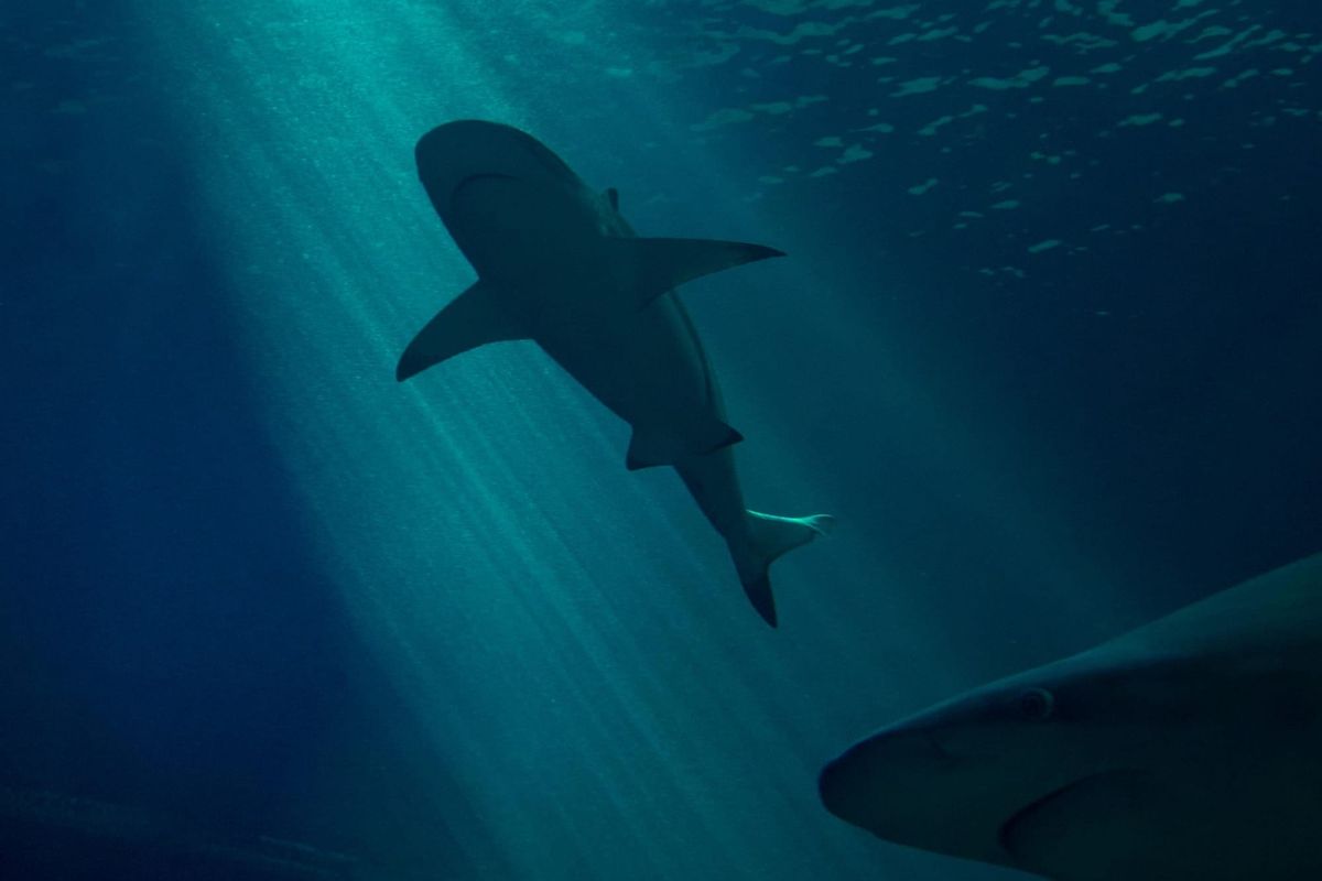 Velika bijela psina kod Rogoznice: Nova studija otkriva zašto mladi morski psi biraju Jadran