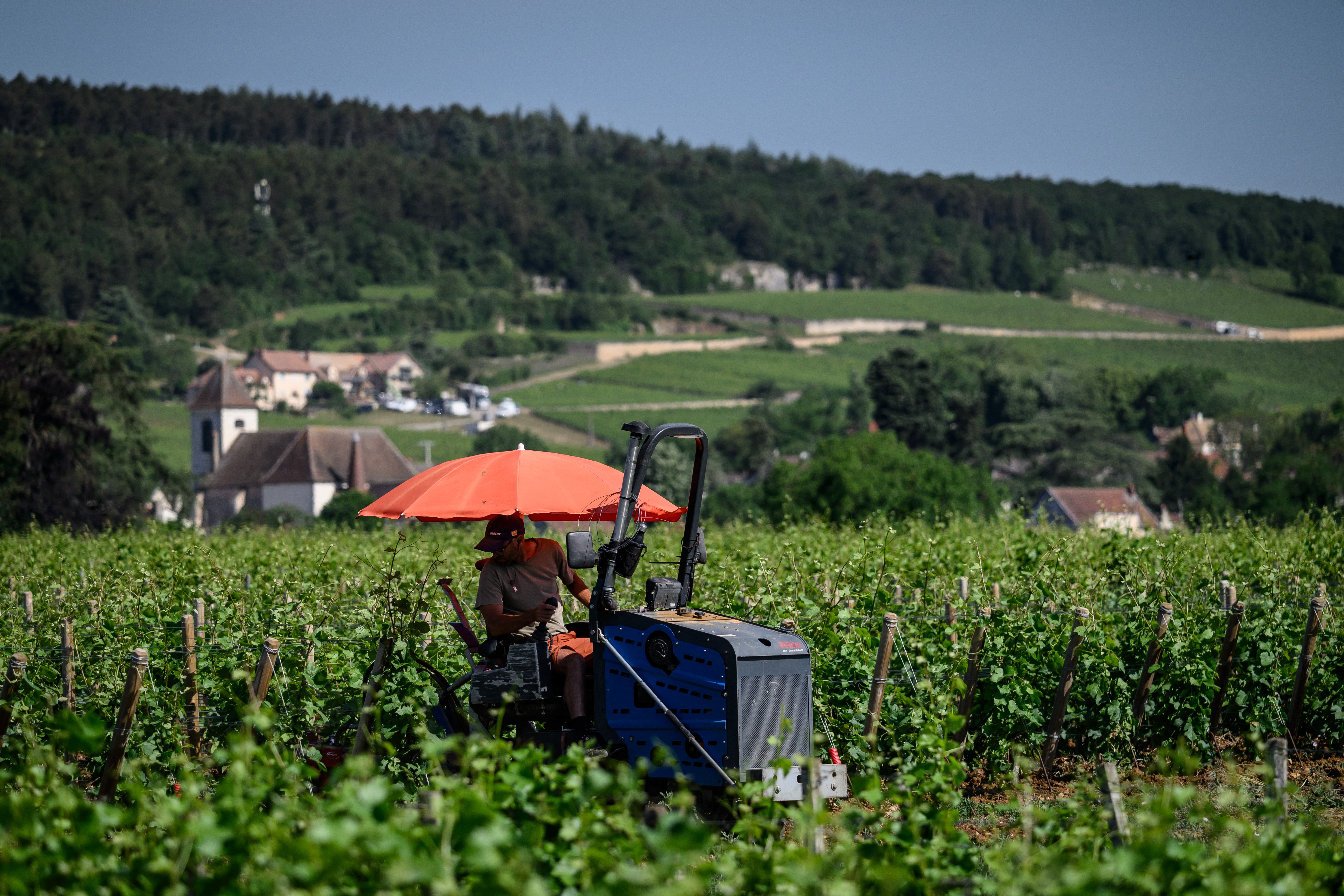 Vinogradar se štiti od sunca pod suncobranom dok radi u burgundskim vinogradima u Gevrey-Chambertinu, središnja istočna Francuska, 28. svibnja