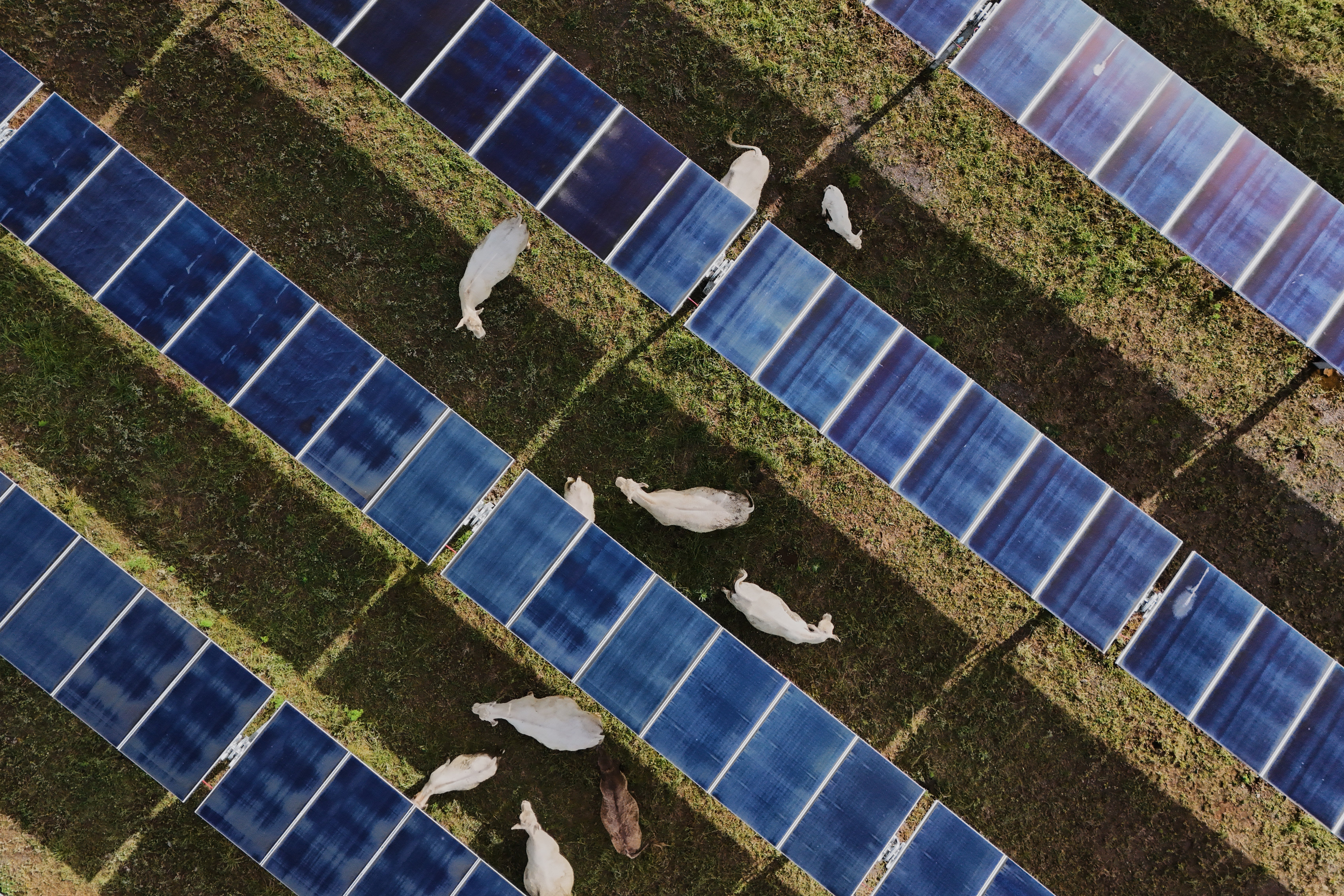 Stoka pase ispod solarnih panela u utorak, 28. travnja 2026., na farmi u Christiani, Tenn. (AP Photo/Joshua A. Bickel)