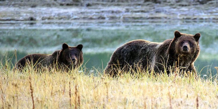 Dvoje planinara ozlijeđeno u napadu medvjeda u Nacionalnom parku Yellowstone