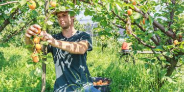 Farmeri u Coloradu u opasnosti od gubitka milijuna nakon što virusna gljivična bolest prijeti stablima breskve