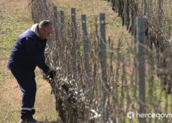Federalni agromediteranski zavod upozorio hercegovačke vinogradare na opasnost od plamenjače vinove loze
