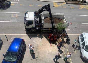 Gradski kotar Bačvice obnovio stablo u Pojišanskoj nakon štete od nevremena